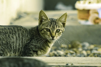 Close-up portrait of a cat