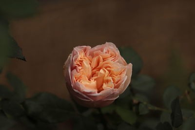 Close-up of rose against blurred background