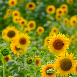 Full frame shot of daisy flowers