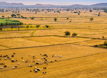 Cowherds in wide grassland livestock