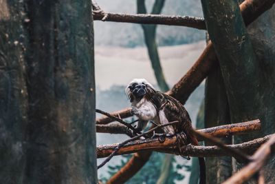 Close-up of monkey on tree branch