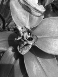 Close-up of flowers