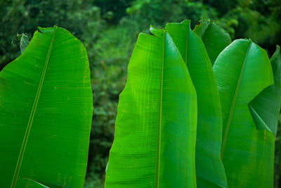 Close-up of green leaves