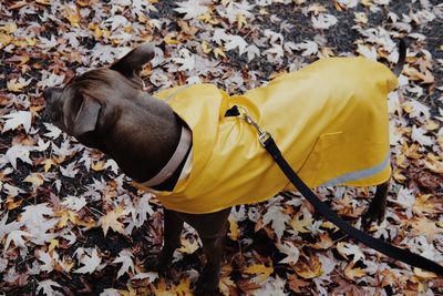 High angle view of person with dog during autumn