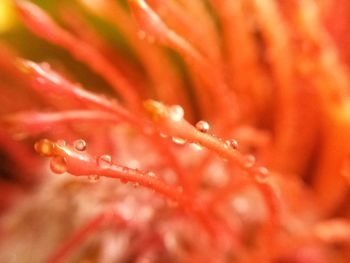 Close-up of water drops on plant