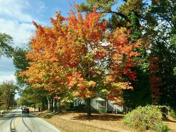 Trees in autumn against sky