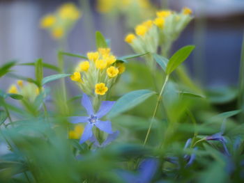 Close-up of yellow flowers blooming outdoors