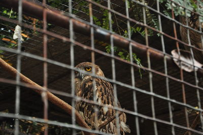 Close-up of bird in cage