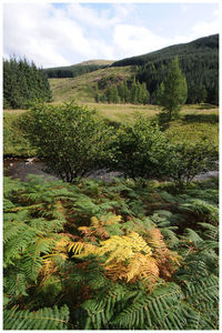 Scenic view of forest against sky