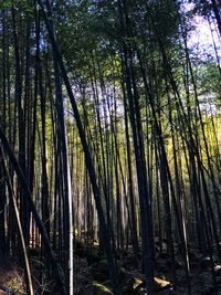 Trees against sky