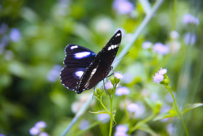 Butterfly on flower beautiful 