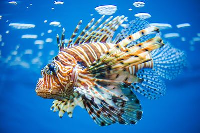 Close-up of lionfish swimming in sea