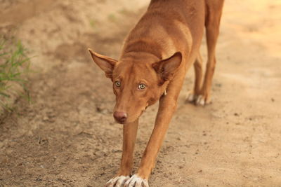 Close-up of a dog on field