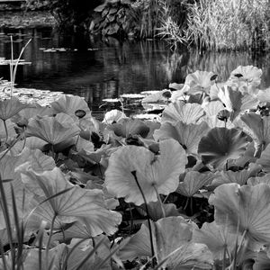 Close-up of lotus water lily in lake