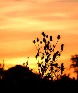 Silhouette plants against orange sky