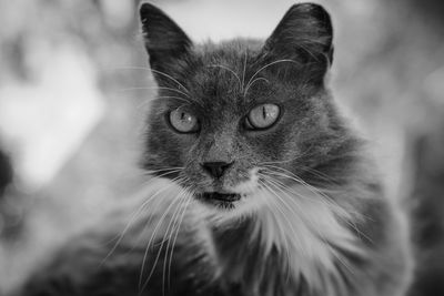 Close-up portrait of a cat