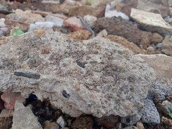 High angle view of lizard on rock