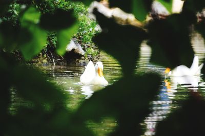 View of birds in lake