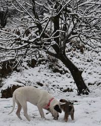 View of a horse on snow covered field