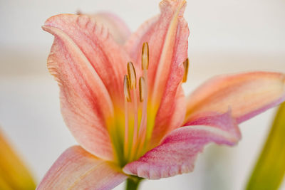 And another pink and yellow lily blooming in the lily garden