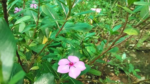 High angle view of pink flowers blooming outdoors