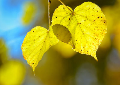 Close-up of yellow leaves