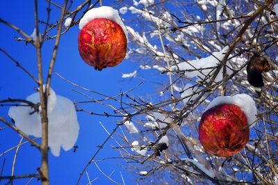 Low angle view of fruits on tree against sky