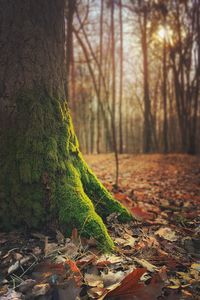 Trees in forest