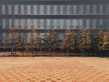 Trees against buildings