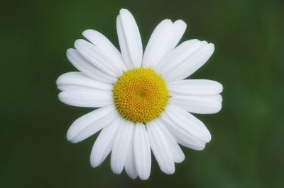 Close-up of daisy flower