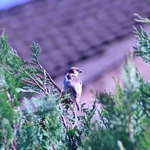 Bird perching on a plant