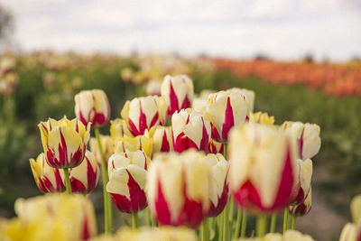 Close-up of red flowers blooming in field