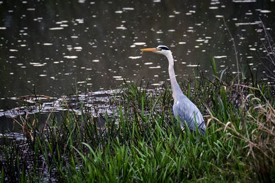 View of a bird in water