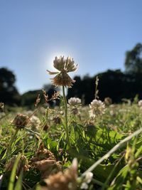 Close-up of flowering plant on field against sky