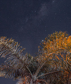 Low angle view of tree against sky at night