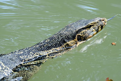 High angle view of crocodile in lake