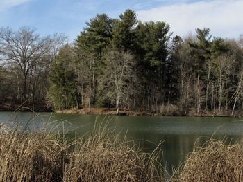 Scenic view of lake against trees in forest