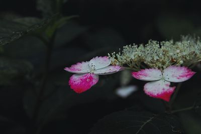 Close-up of pink flowers blooming on tree