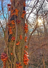 Bare trees at sunset