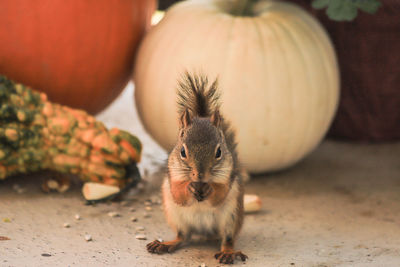 Squirrel having a snack in front of a white pumpkin