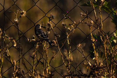Close-up of bird perching on chainlink fence