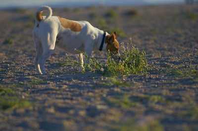 Side view of dog running on field