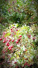 Close-up of red berries on tree