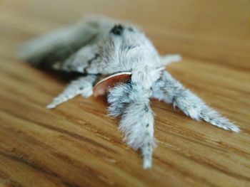 High angle view of a cat on wooden table