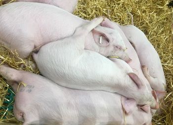 Close-up of a group of baby pigs sleeping on straw. 