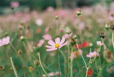 Close-up of cosmos flowers on field