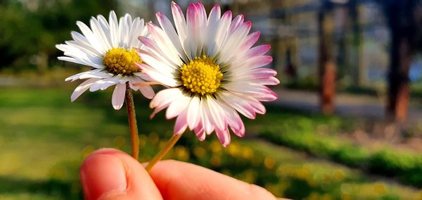 Close-up of hand holding pink flower