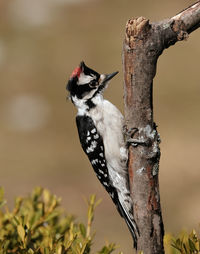 Downy woodpecker