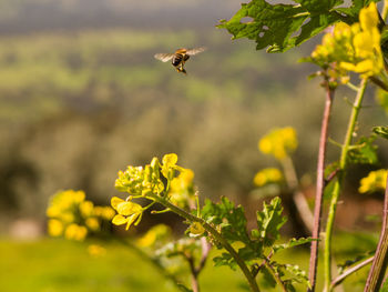 Insect pollinating on yellow flower