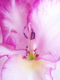 Full frame shot of pink flower blooming outdoors